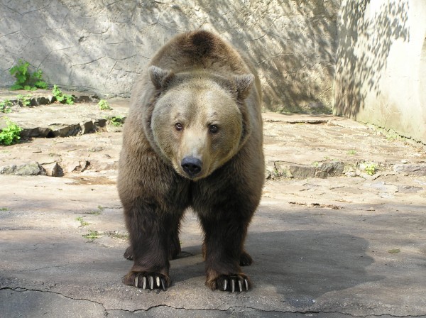 medveď hnedý
