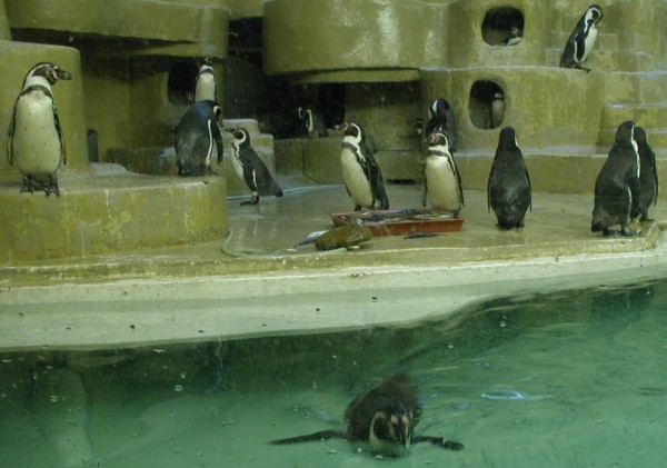tučniaky