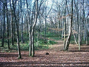 Bratislavský lesný park