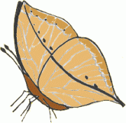 motýľ (www.casaperlefarfalle.it)