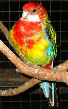 papagáj 3