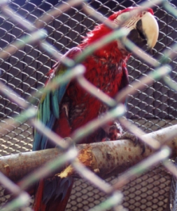 papagáj 5
