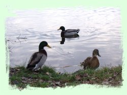 kačky v rybníku