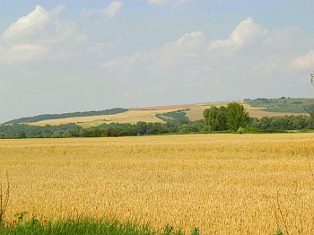 Podunajská nížina