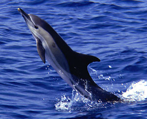 delfín