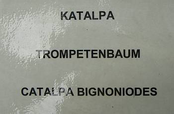 Katalpa