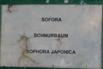 Sofora