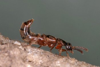 otrokársky mravec