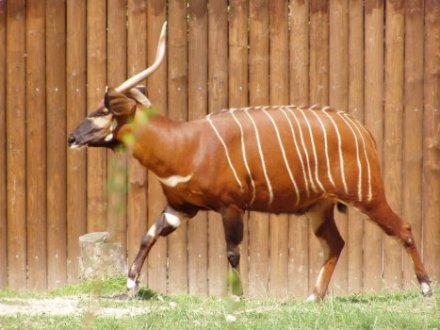 antilopa bongo
