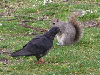 holub a veverička